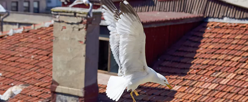 Residential Chimney Animal Removal Solution in Temple City, CA