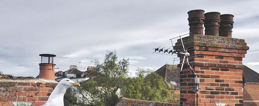 Chimney Cleaning And Restoration in Temple City, California